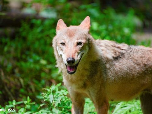 陪伴十五載的溫柔身影道別了！臺北市立動物園灰狼「蘿拉」安詳離世